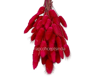 Preserved Bunny Tails