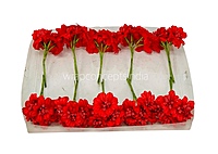 Red Flowers with Red Pollens