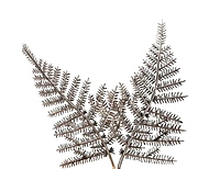 Champagne Candy Grass Leaves