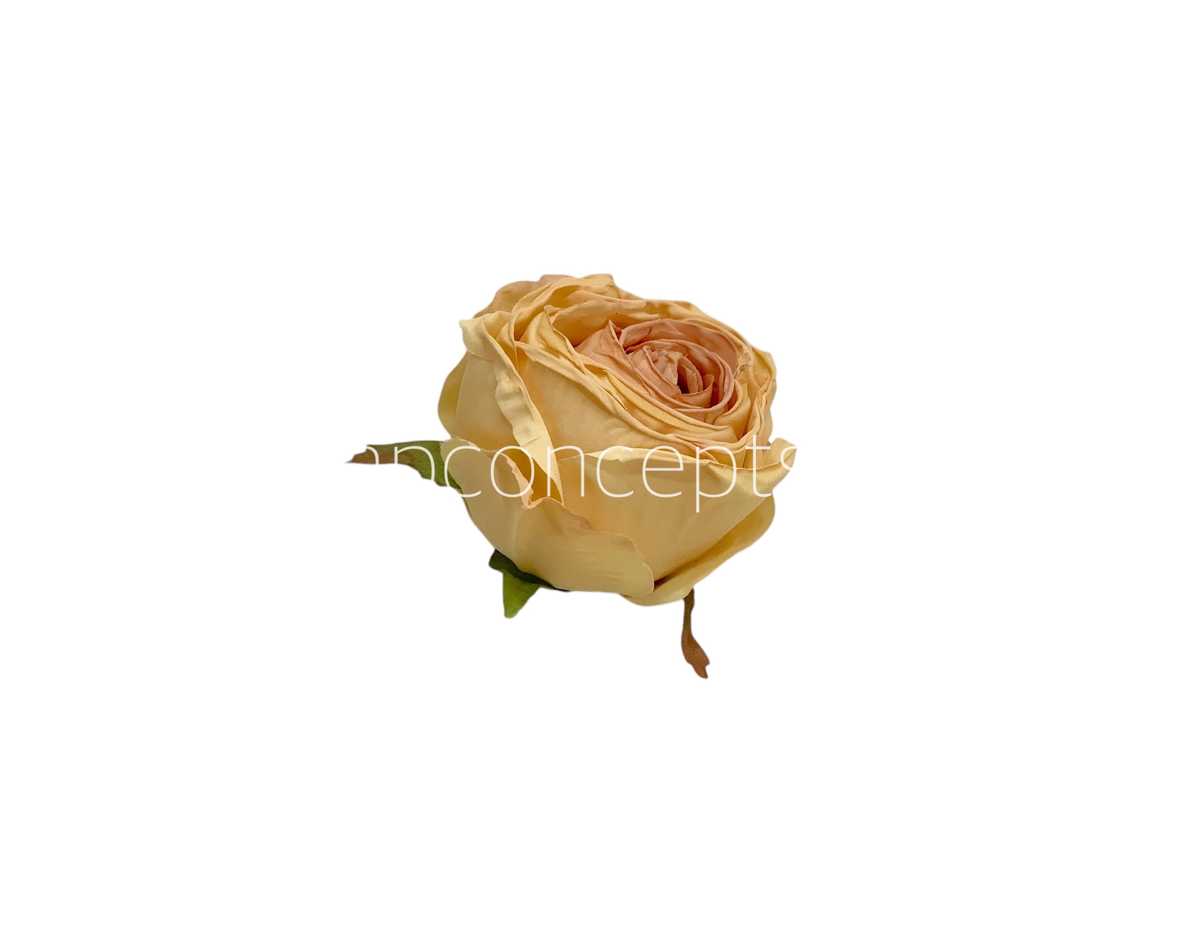 Honey Roses
