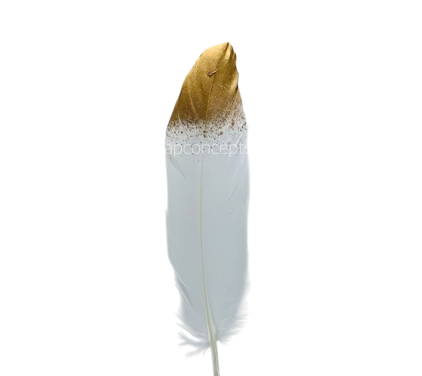 Faux Feather with Gold Edges