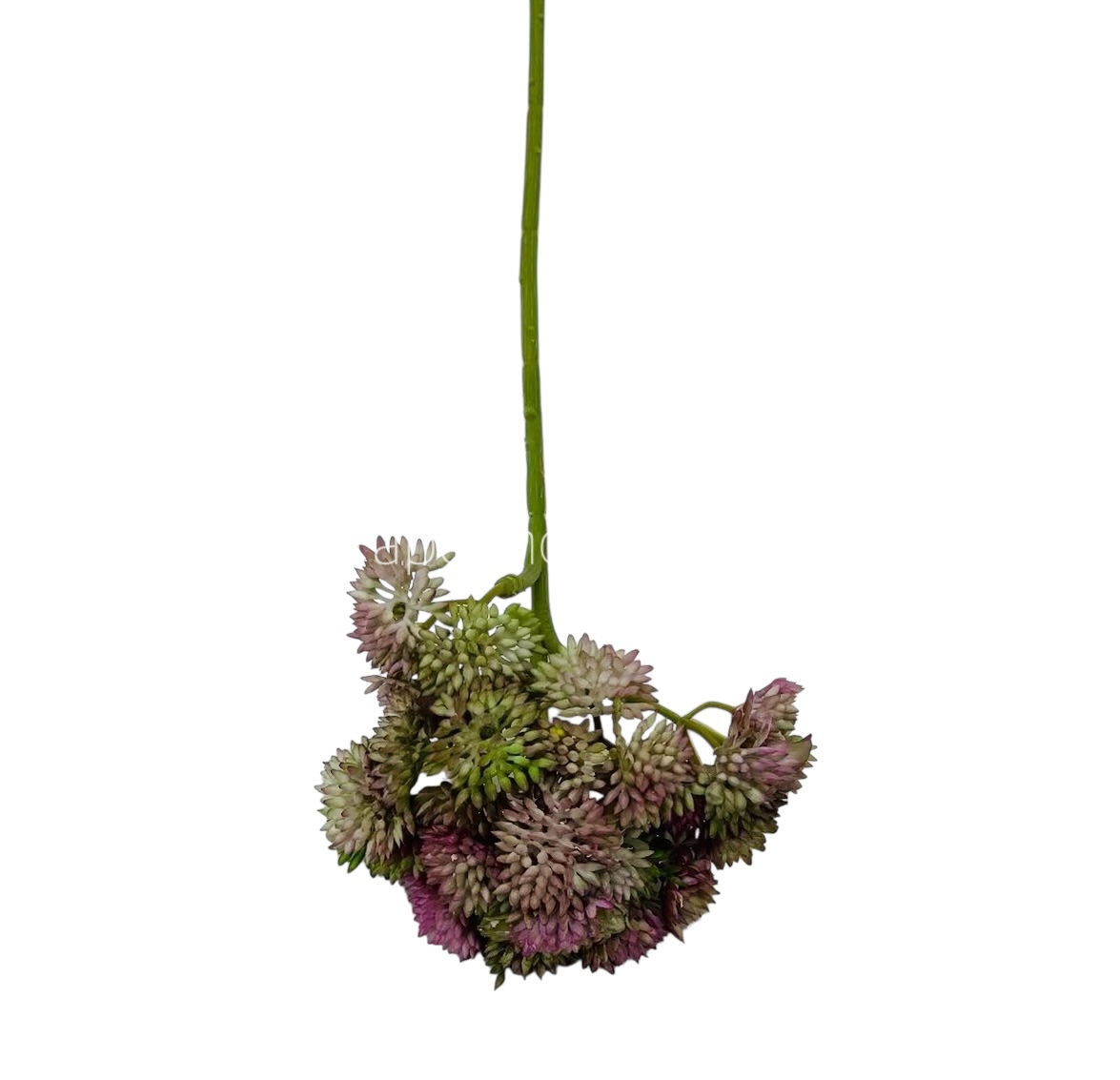 Cacti Flowers  Bunch