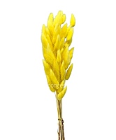 Preserved Bunny Tails-Teal