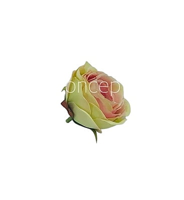 Camellia Flower - Lime Green With Hints Of Pink Camellia Flower - Lime Green With Hints Of Pink