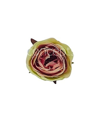 Camellia Flower - Lime Green With Hints Of Pink Camellia Flower - Lime Green With Hints Of Pink