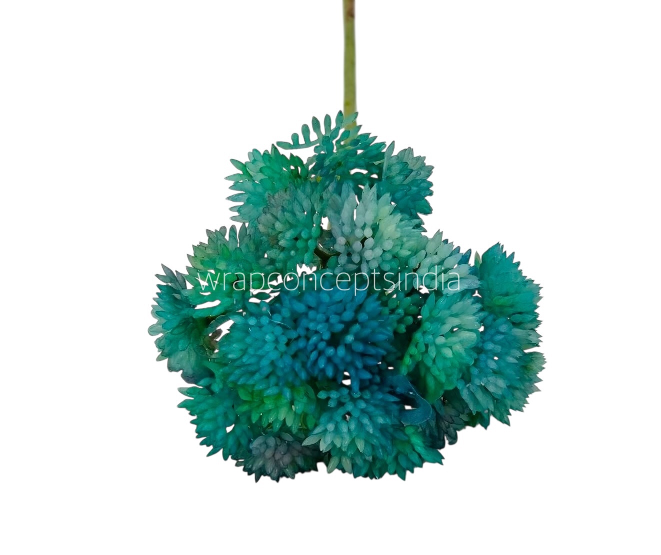 Cacti Flowers  Bunch