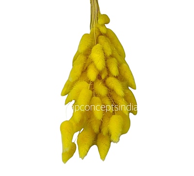 Preserved Bunny Tails