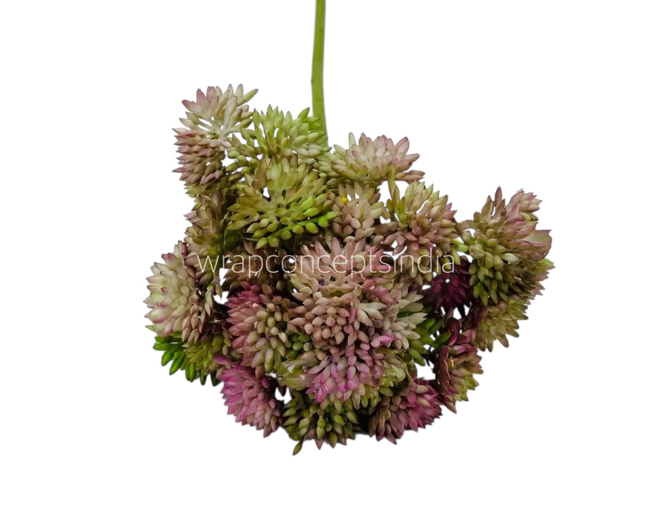 Cacti Flowers  Bunch