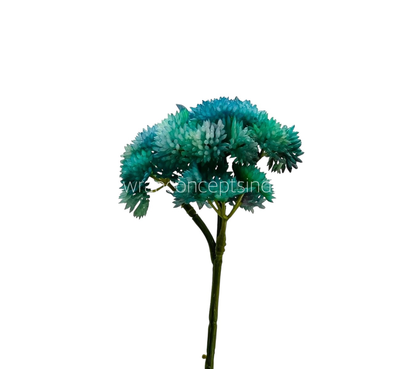 Cacti Flowers  Bunch