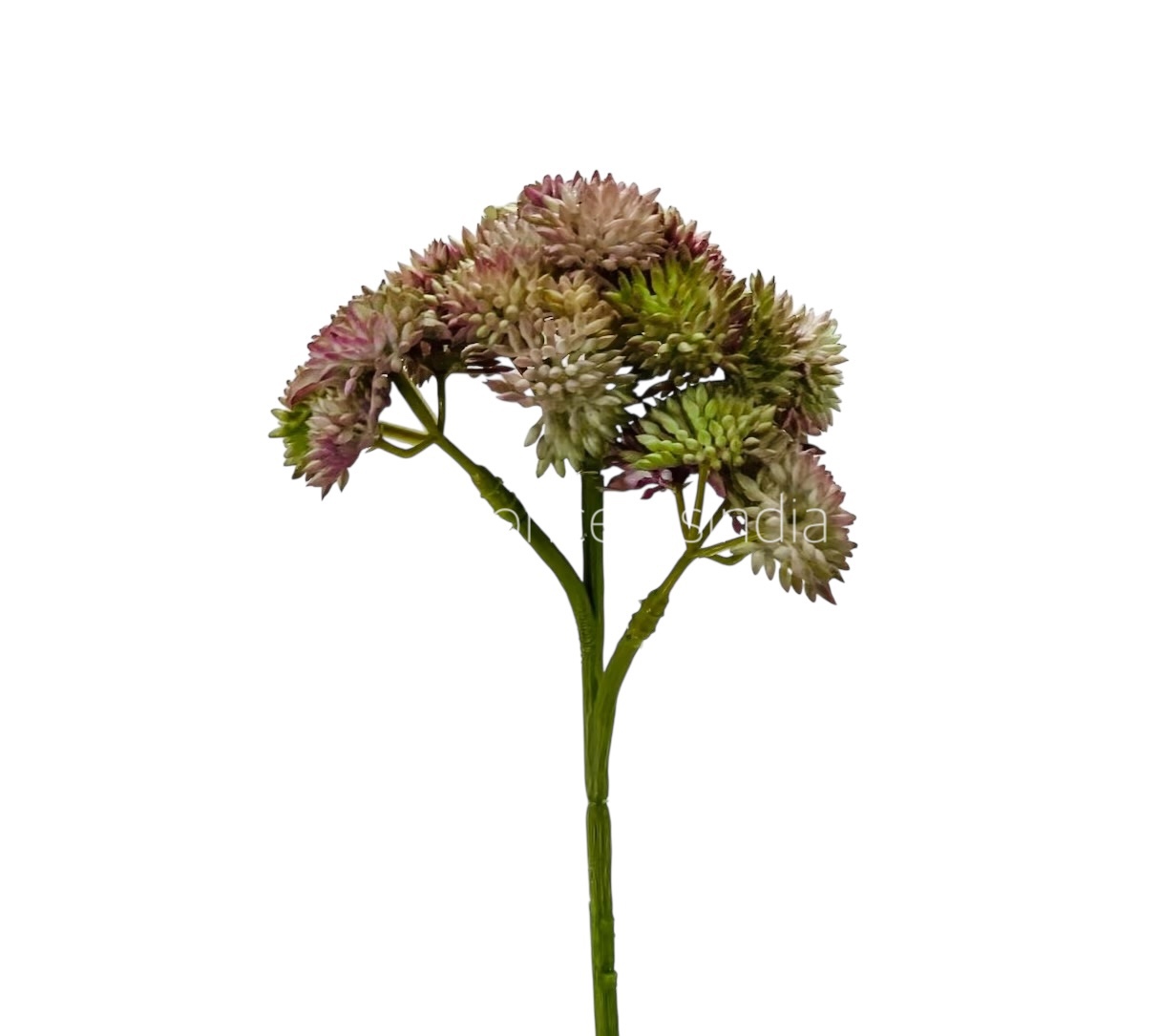 Cacti Flowers  Bunch
