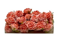 Pretty Peach Small Rose