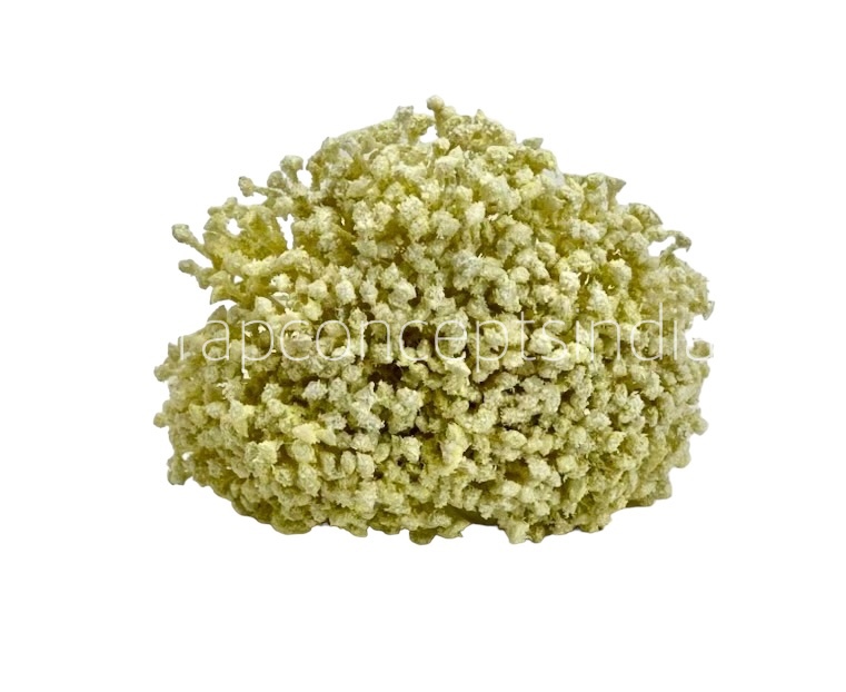 Baby Breath's Bunch