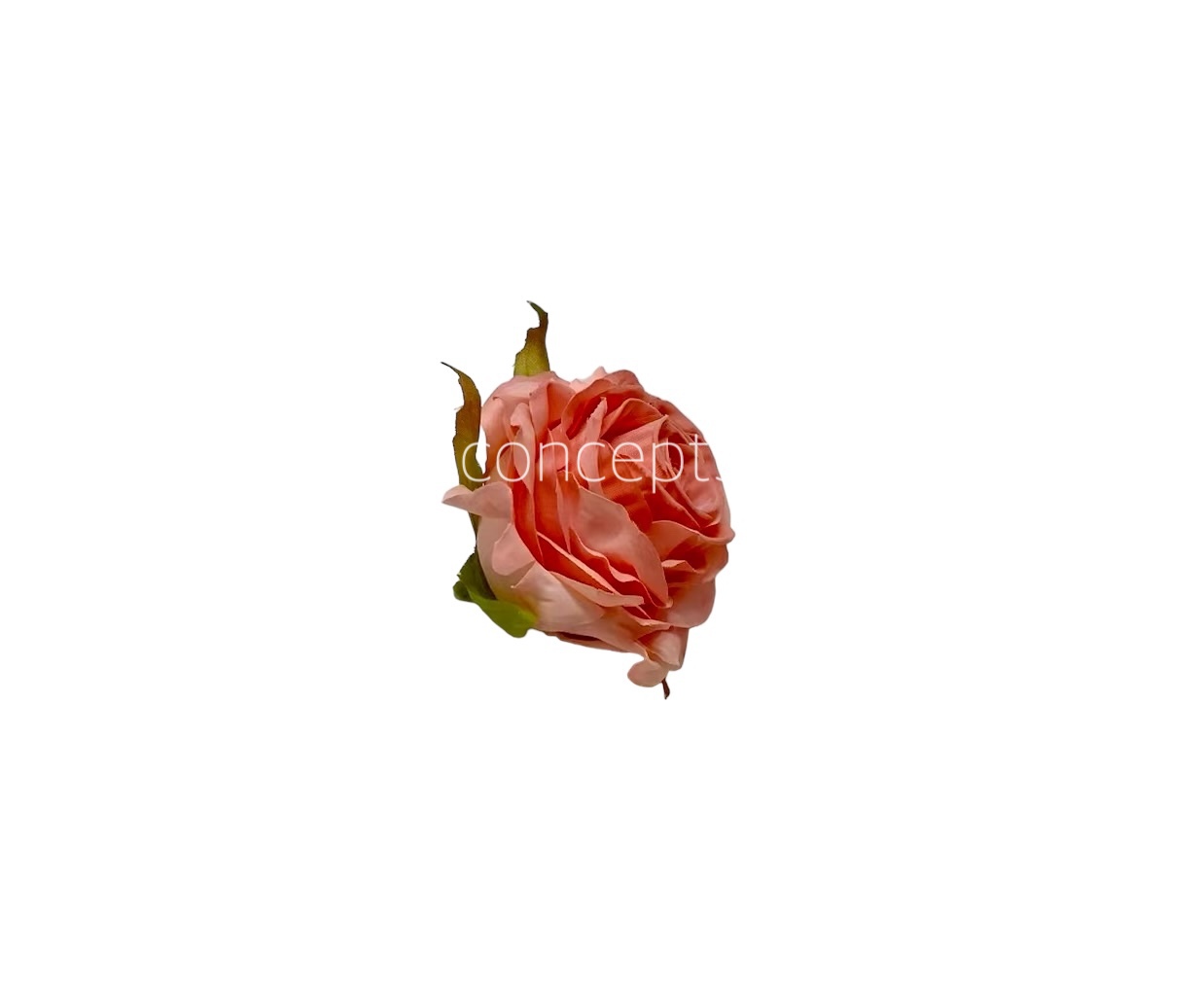 Pretty Peach Small Rose