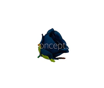 Navy Blue Roses