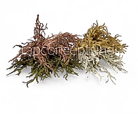 Frosted Willow Spray-Mocha