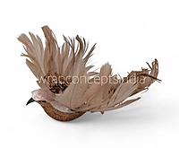 Regal Dove1