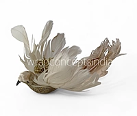 Regal Dove1