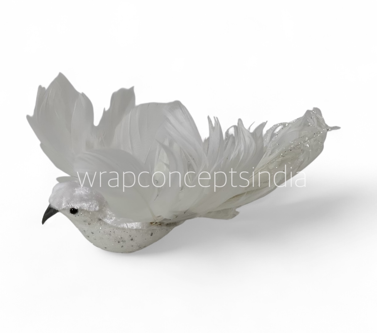 Regal Dove1