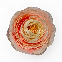 Peach Coral Ranunculus