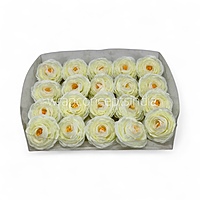 Buttercream Glow Ranunculus