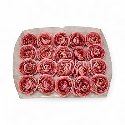 Dusky Blush Ranunculus