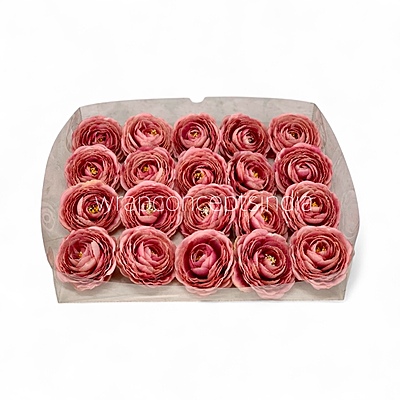 Dusky Blush Ranunculus