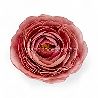 Dusky Blush Ranunculus