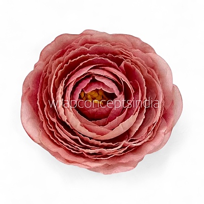 Dusky Blush Ranunculus