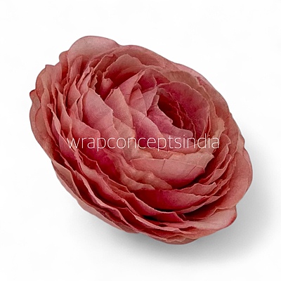 Dusky Blush Ranunculus