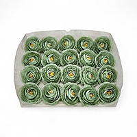 Sage Mist Ranunculus