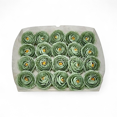 Sage Mist Ranunculus