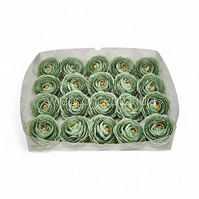 Sage Mist Ranunculus
