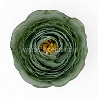 Sage Mist Ranunculus