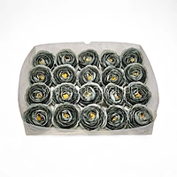 Midnight Moss Ranunculus