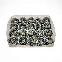 Midnight Moss Ranunculus