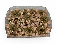 Peach Glimmer Poinsettia