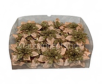 Peach Glimmer Poinsettia