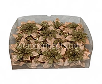 Peach Glimmer Poinsettia