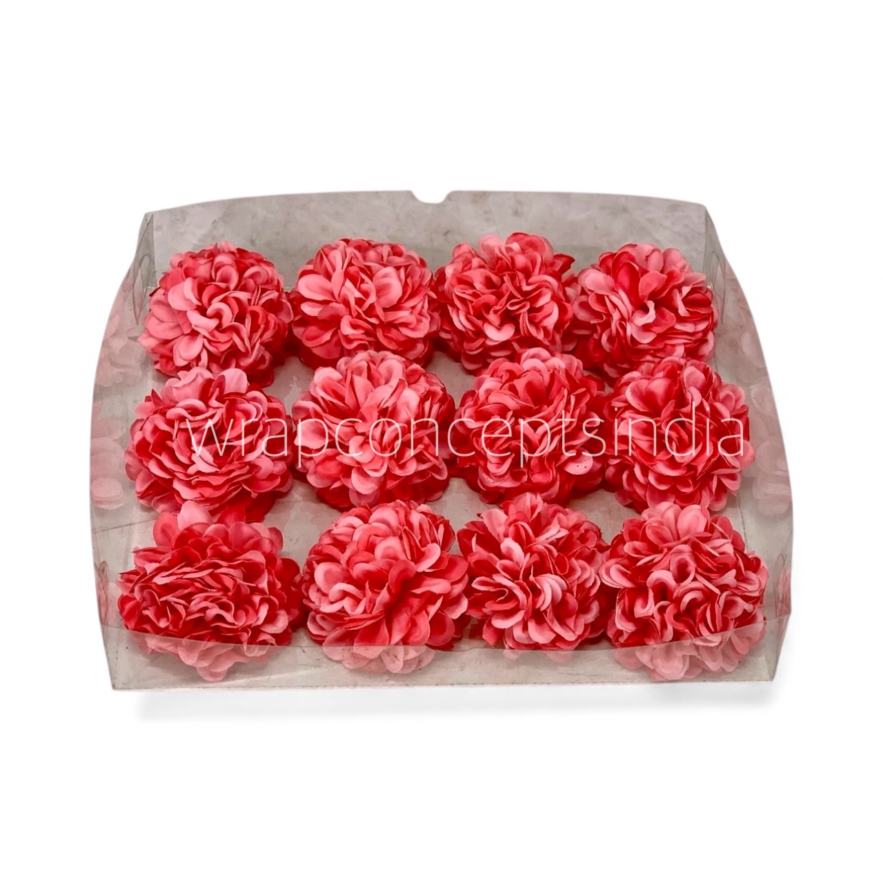 Coral Carnation