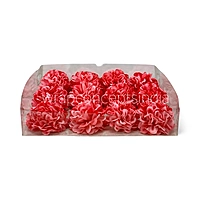 Coral Carnation