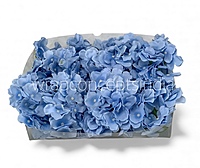 Powder Blue Hydrangeas