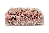 Muted Blush Dahlia Flower