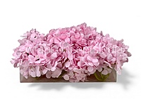 Baby Pink Hydrangeas