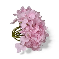 Baby Pink Hydrangeas