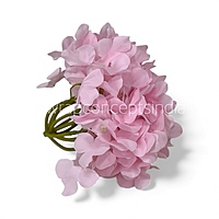 Baby Pink Hydrangeas