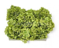 Olive Mist Hydrangeas