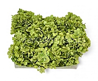 Olive Mist Hydrangeas