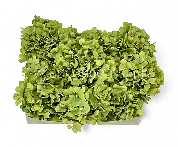 Olive Mist Hydrangeas