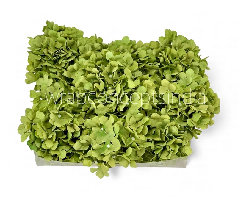 Olive Mist Hydrangeas