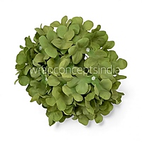 Olive Mist Hydrangeas